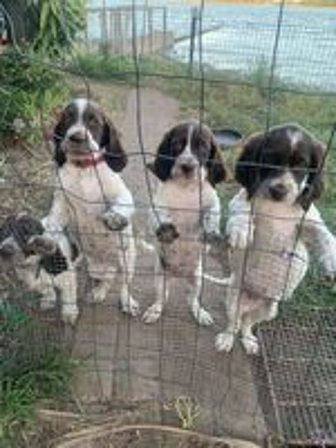   Chiots Epagneul Français. 