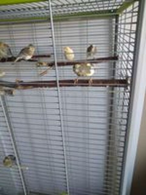   super canaris 