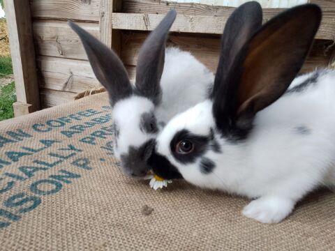 Lapins et lapines G&eacute;ant Papillon Fran&ccedil;ais 40 17690 Angoulins