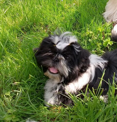 Amour de Shih Tzu 950 71620 Damerey