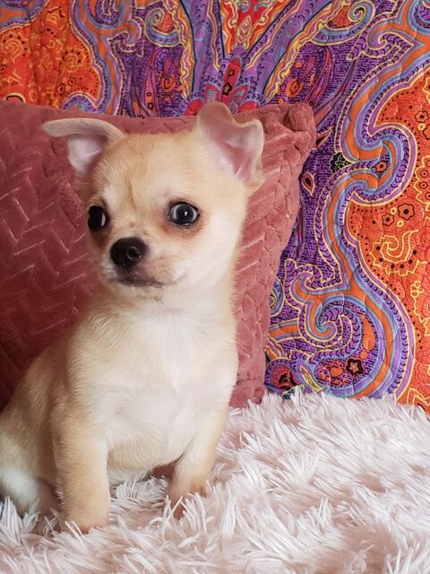 Chiot Chihuahua (FAC de paiement en 4 fois ) 950 60130 Wavignies