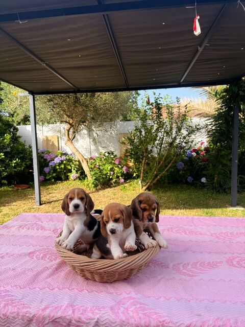 Chiots beagle LOF 500 40230 Saint-vincent-de-tyrosse