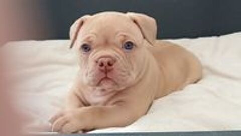   Magnifiques chiots American Bully FBKC 