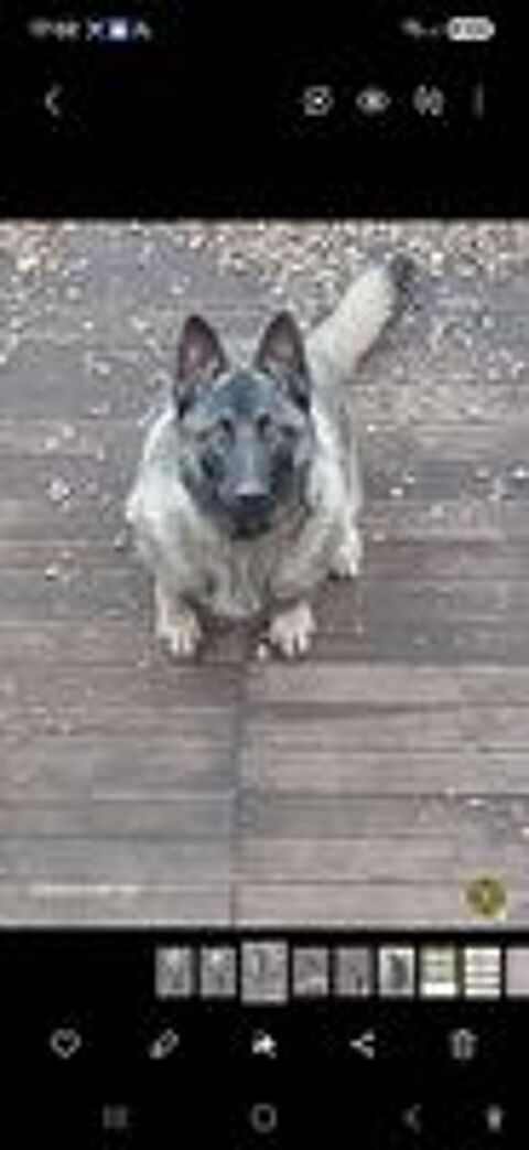   A donnnner chienne malinoise  