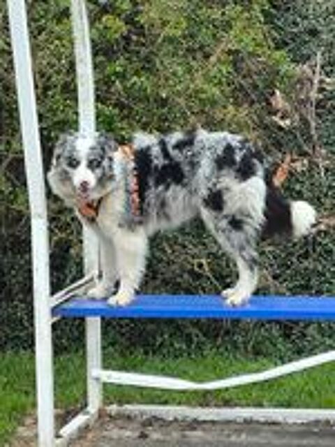   Superbes Chiots Border Collie Non Lof  
