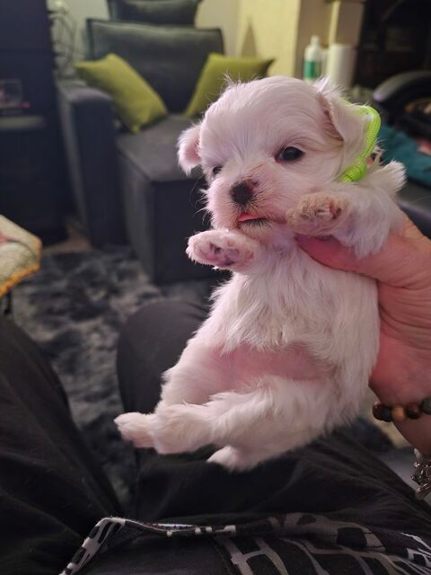 Bichon maltais 2000 78980 Saint-illiers-le-bois
