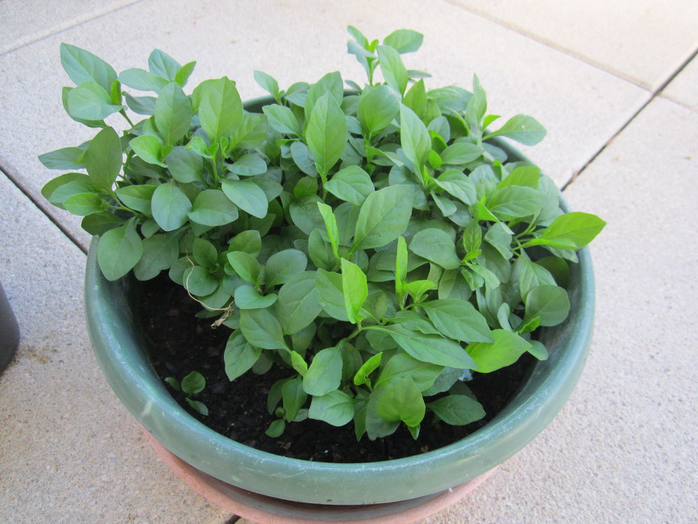 plan&ccedil;ons pommier d'amour Jardin