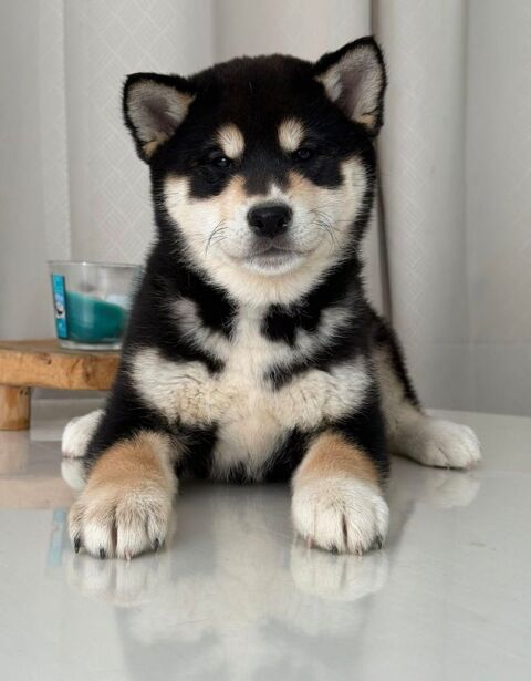 🐕🦊 Shiba Inu LOF 🐾🐾 Lign&eacute;es japonaises prestigieuses 🇯🇵 Couleurs rares : Noir et Feu, Roux, S&eacute;same, S&eacute;same Noir, Noir 🖤🧡🤎 1990 66450 Pollestres