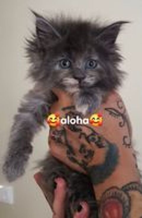   A rserver magnifiques chatons Maine Coon origine russe 