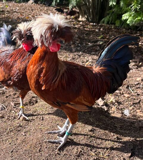 Coqs nains de race Hollandaise hupp&eacute;e  12 24100 Bergerac