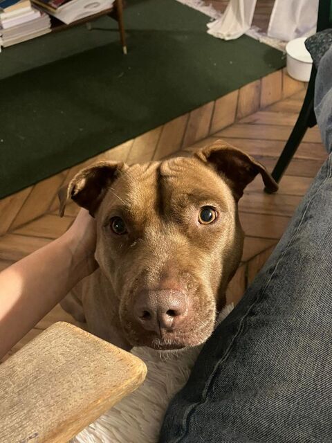 Brooklyn, femelle, Berger X Staffordshire Terrier (Décatégorisée par diagnose), née le 20/04/2022 380 60000 Allonne