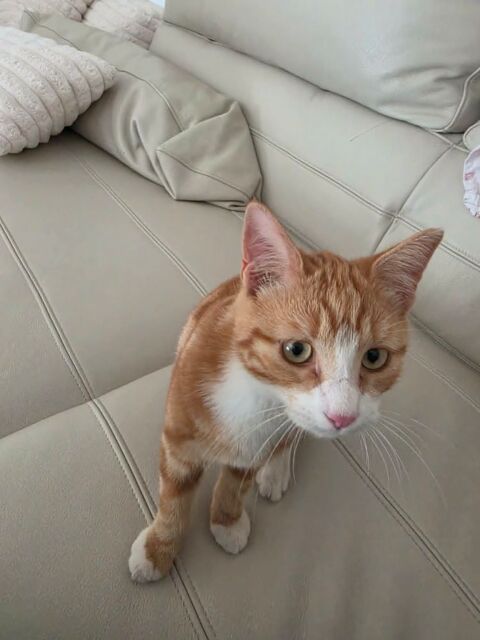 Chaton adorable 150 38540 Heyrieux
