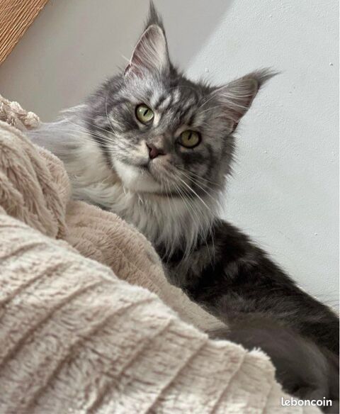 🐾✨ Maine Coon LOOF haut de gamme � Tests R.A.S 🧬 � Gros gabarit 🦁 � Disponibles 🐱💫 1490 66450 Pollestres