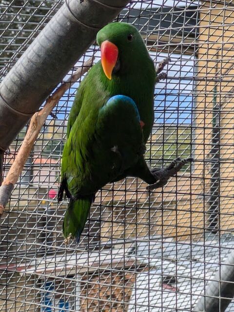 éclectus 500 31800 Landorthe