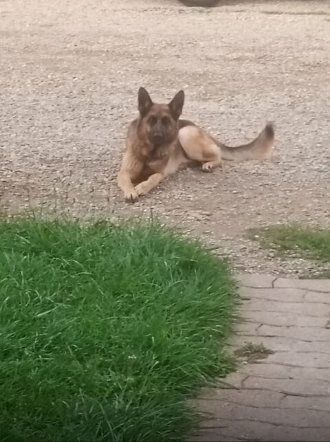 Don jeune berger allemand &agrave; contre coeur 0 01390 Mionnay