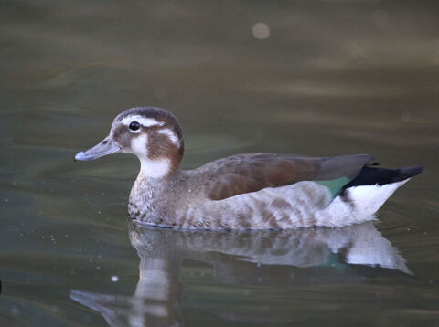 Sarcelles &agrave; Collier femelles 50 21210 Saulieu
