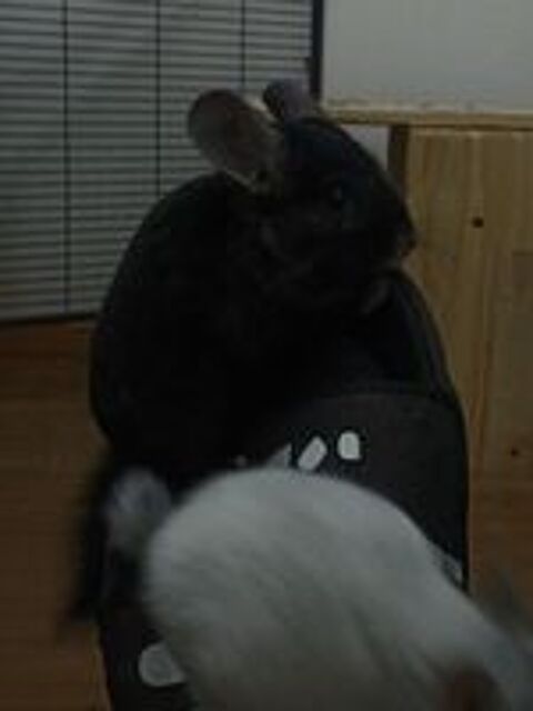   Chinchillas plus cage  