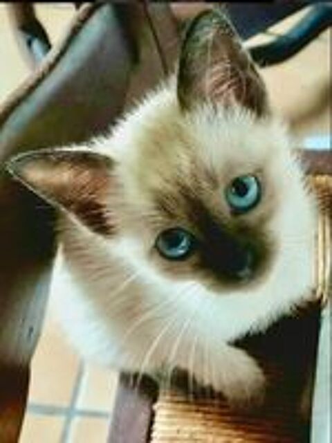   Chatons siamois  