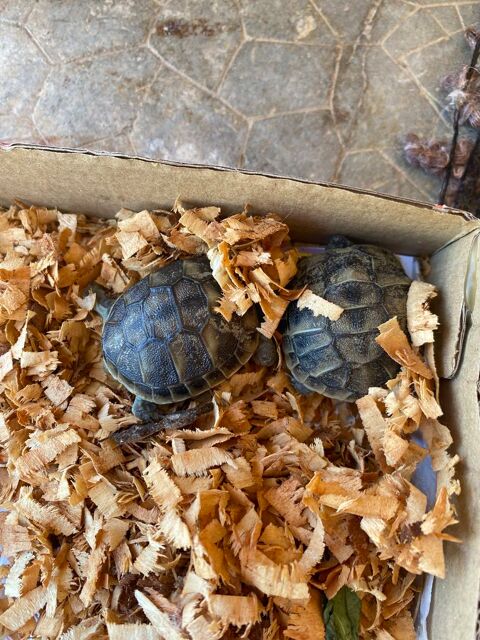 bébés tortues 50 30340 Saint-privat-des-vieux