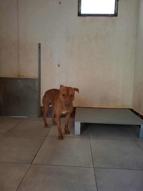 Chien APOLLO à l adoption 210 13001 Marseille