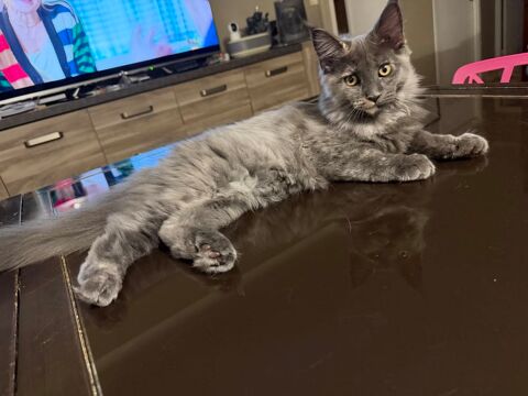 Maine Coon 1500 91180 Saint-germain-lès-arpajon