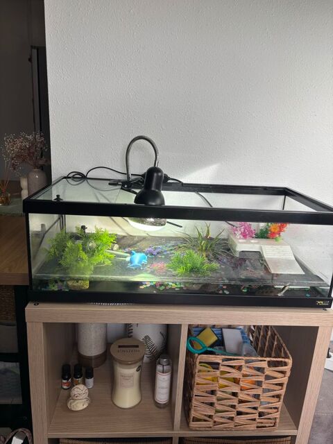 Tortues eau Africaines 0 60290 Laigneville