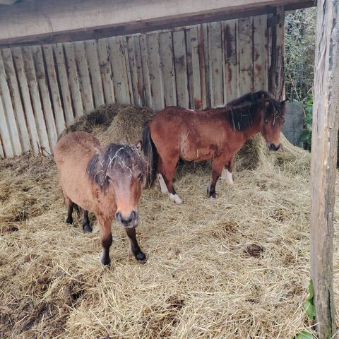 3 poulains shetlands 1300 86600 Lusignan