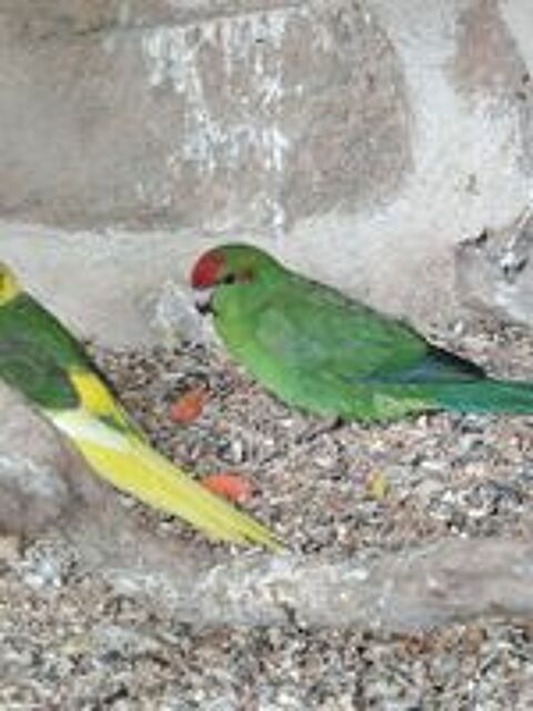   Kakariki male 