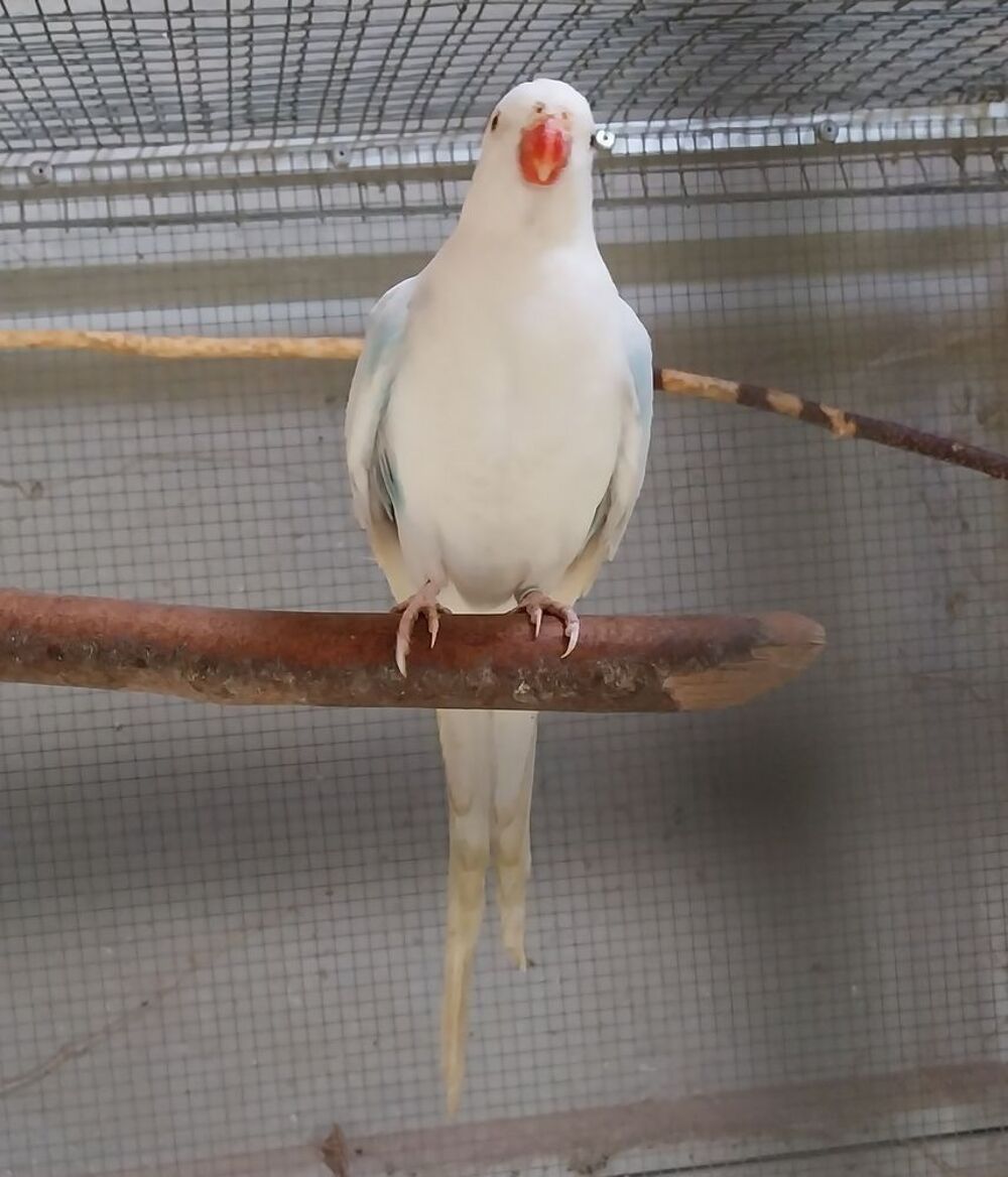 Sitemapcdatahttpsshudreferenzcomtruffaut Oiseaux Prix