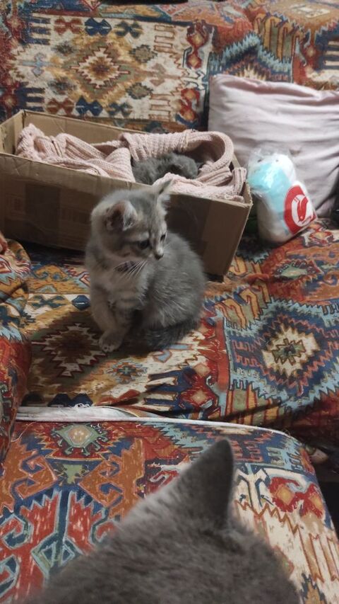 chatons 0 78130 Les mureaux