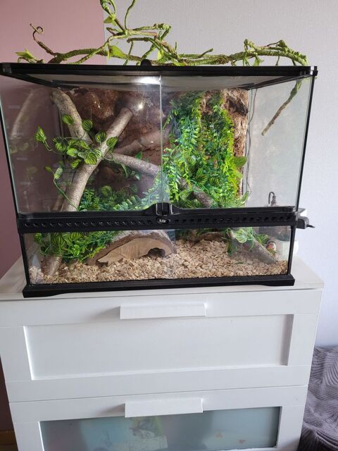 LAMPROPELTIS CALIFORNIAE + TERRARUIM EQUIPE 80 92000 Nanterre