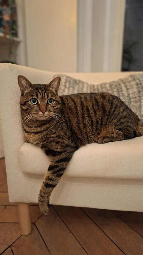 Oliver : Un colocataire en or cherche sa famille pour la vie 180 75005 Paris