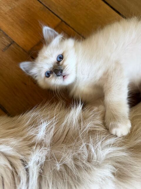 Magnifiques chatons sacr&eacute;s de Birmanie 900 89000 Auxerre