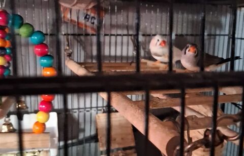 COUPLE DE MANDARINS 20 68100 Mulhouse