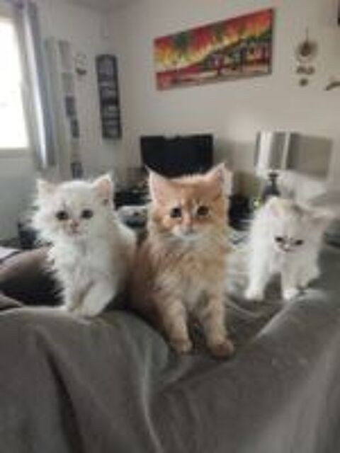   Chatons persans et persans chinchillas  