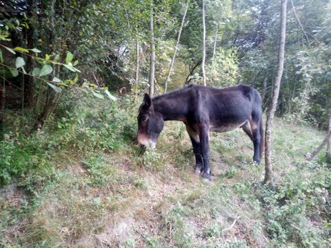 &Acirc;nesse et mulet (22 et 24 ans) &agrave; adopter 500 65400 Ayzac-ost