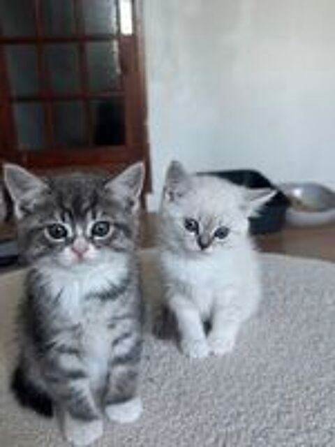   Femelles scottish fold x siamois  