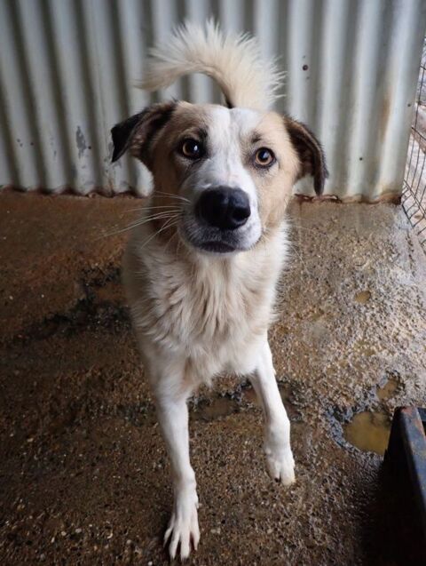 Siana &agrave; l'adoption 300 63000 Clermont-ferrand