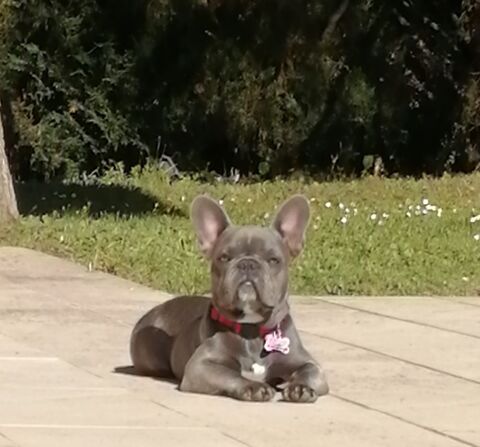 Femelle Bouledogue Fran&ccedil;ais Exotique 0 26730 Eymeux
