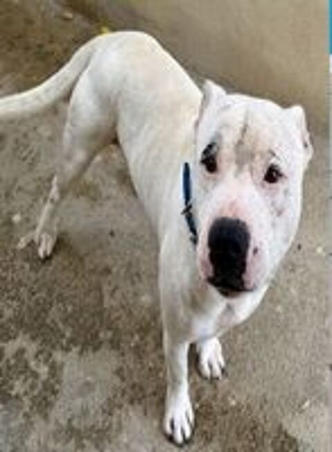   BLANCO, dogue argentin, 3 ans ;   