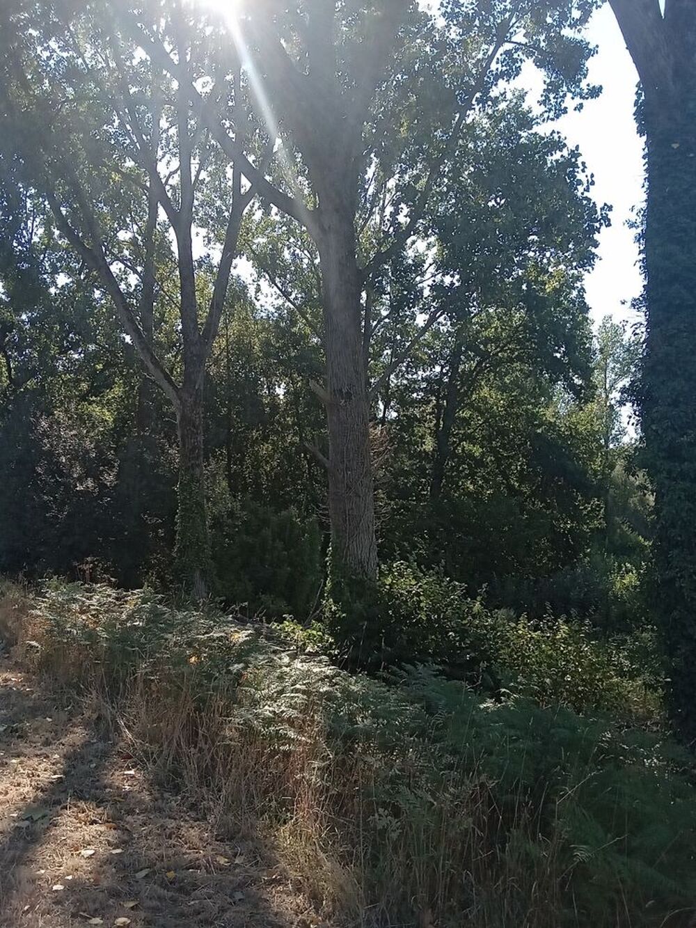 Vente Terrain BOIS Gu�gon