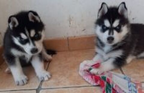   HUSKY MÂLE LOF YEUX BLEUS  