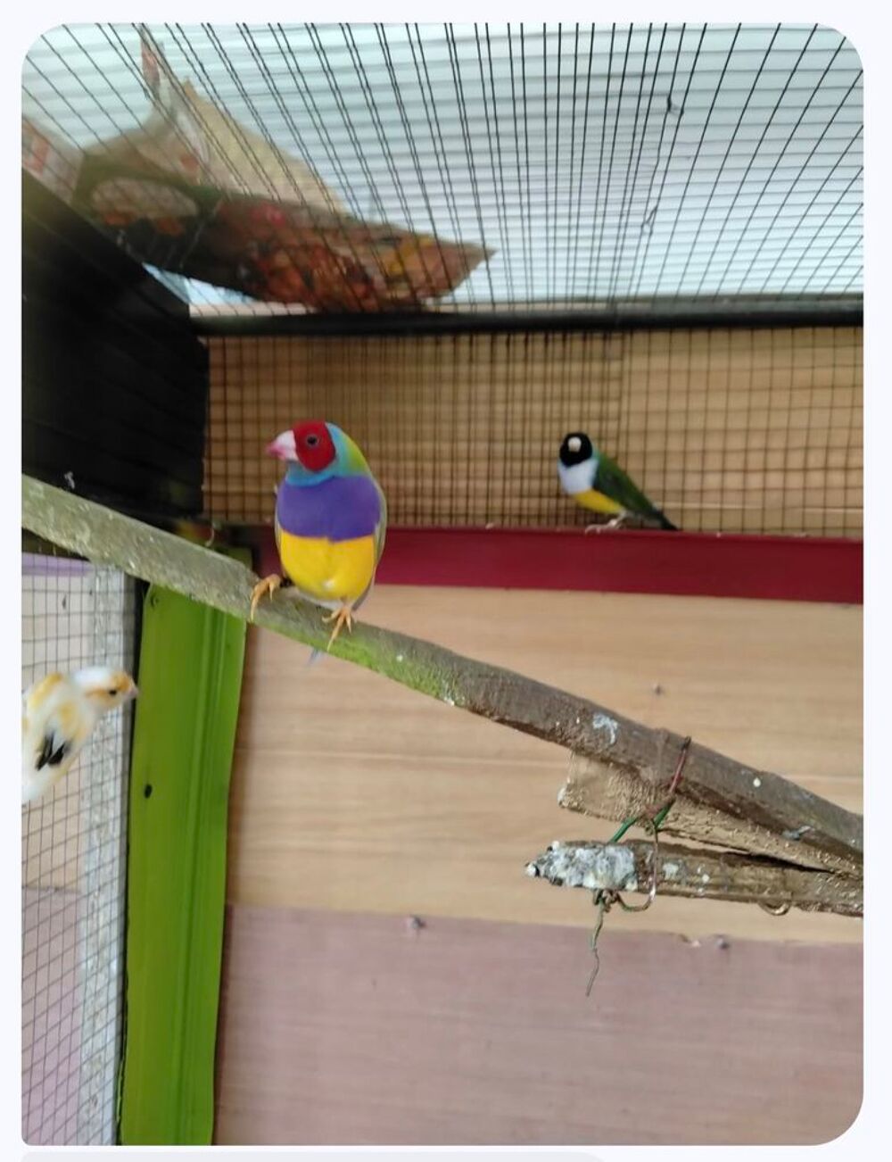   superbes Diamants de Gould mâles 