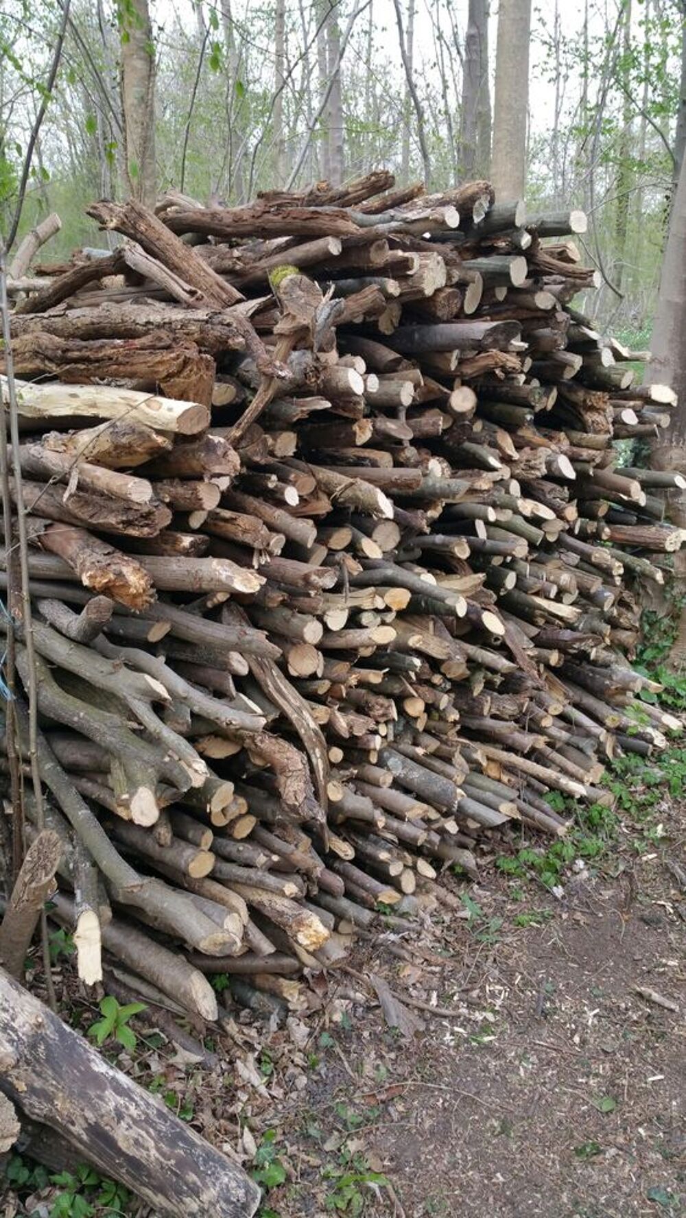 bois de chauffage Jardin