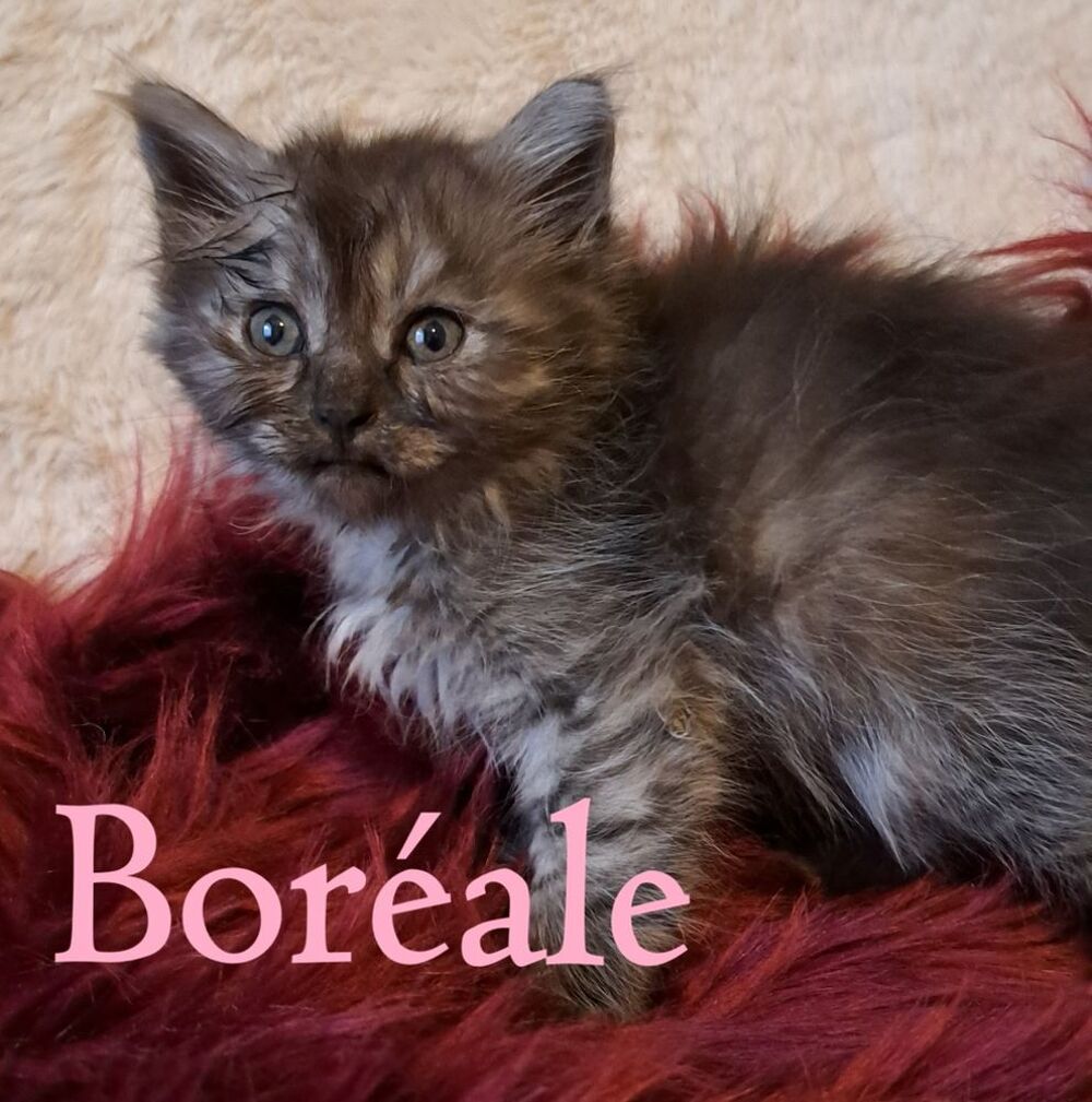   chatons siberien loof 