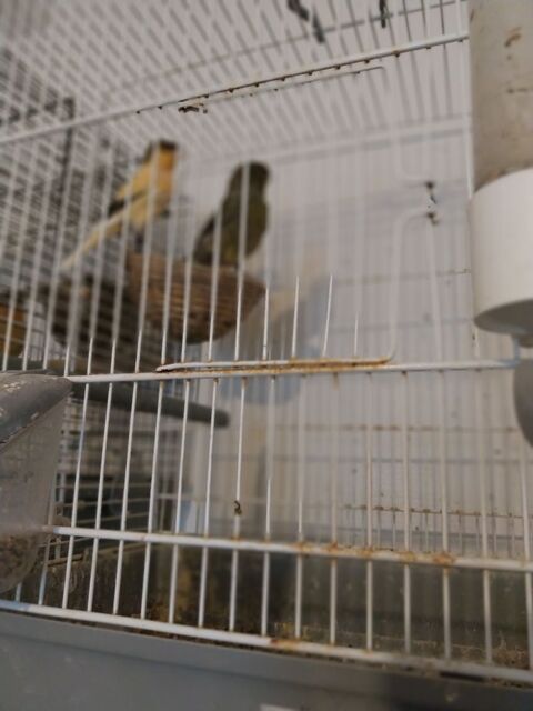 Canaris mal  25 17260 G�mozac