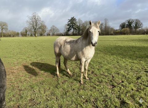 ponette poulini&egrave;re 5500 14380 Courson