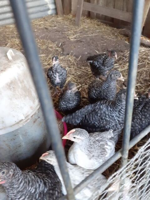 POUSSINS Cou nu croisés Amrock les noirs sur la photo 8 27400 Canappeville