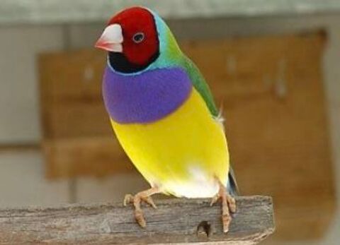 Oiseau Diamant de Gould 25 31590 Lavalette
