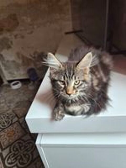   A retenir bébé sphynx et maine coon  